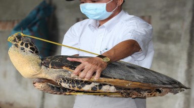  Thêm một “nấm mồ” rùa biển tại Nha Trang bị triệt phá