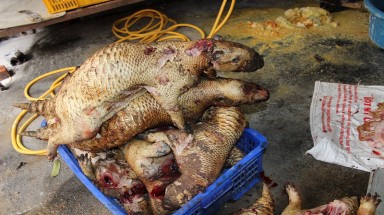  Phát hiện “lò mổ” động vật hoang dã giữa lòng Hà Nội