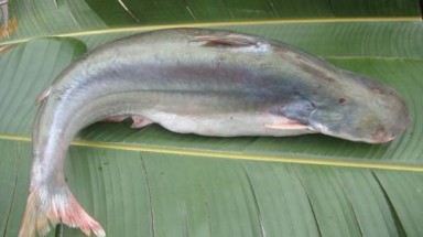  Câu cá dứa kiếm tiền triệu mỗi ngày