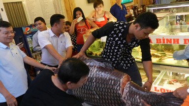   ​Cá khủng bơi về... Sài Gòn