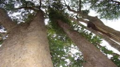   Đắk Lắk: Ngăn chặn tình trạng chặt cây giổi lấy quả, ảnh hưởng đến tài nguyên rừng