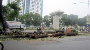  Tiếp tục chặt hàng loạt cây xanh trên đường Cầu Giấy-Hà Nội 
