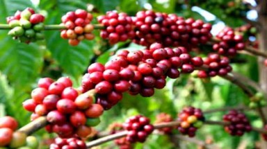   Tìm giải pháp tái canh và phát triển cà phê bền vững vùng Tây Nguyên 