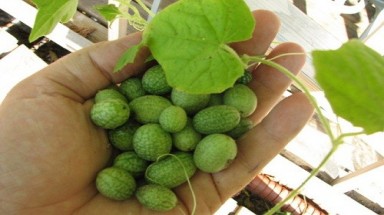   Chuyên gia cảnh báo gì về rau củ tí hon đang gây sốt?