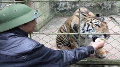  Bất cập về quản lý đàn hổ nuôi ở Thọ Xuân, Thanh Hóa