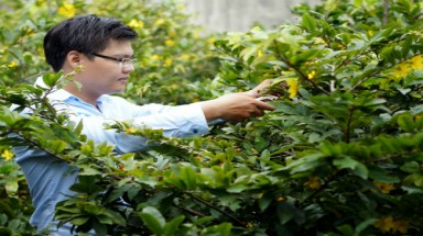  Chăm sóc để hoa mai nở đúng dịp Tết
