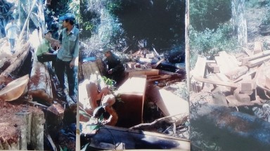   Một vụ phá rừng lớn ở Bình Thuận