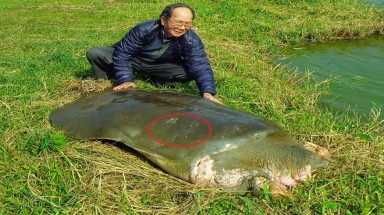   ”Cụ” rùa  ở hồ Gươm khỏe mạnh sau 3 năm điều trị