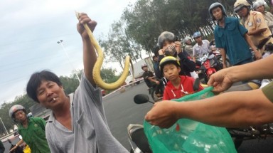  Đồng Nai: Đi xe hơi mang 3 bao tải rắn đổ xuống ruộng