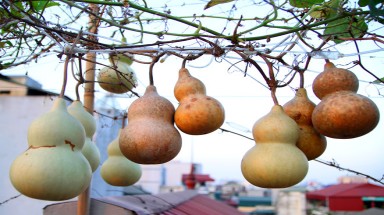  Độc đáo giàn bầu hồ lô trĩu quả trên sân thượng