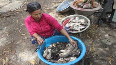  Cá chết hàng loạt trên sông Vàm Cỏ Đông