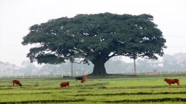  Gần 200 bài dự thi, về chủ đề “Cây cổ thụ - Cây Di sản Việt Nam"