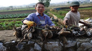  AFP viết phóng sự về "vua diệt chuột" của Việt Nam
