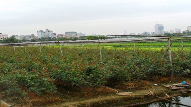   Khốn khổ vì thuốc độc ở làng hoa