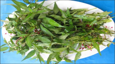  Rau răm làm giảm ham muốn ở quý ông thực hư như thế nào?