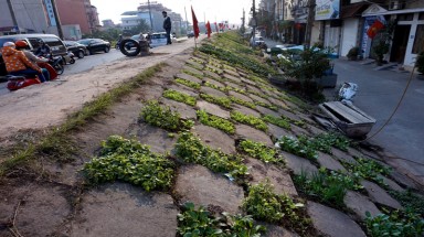  Dân Thủ đô biến đê thành... vườn rau!