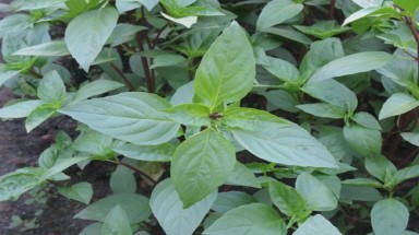  Húng quế giúp bỏ thuốc lá