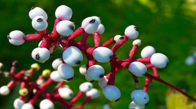  Loại quả kỳ quái hình mắt búp bê có khả năng giết người