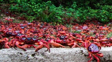 Hàng triệu cua đỏ di cư trên đảo Giáng sinh