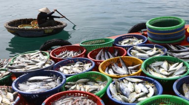  Phát triển bền vững biển đảo Việt Nam: Ổn định chỗ ở cho hộ dân vùng ven biển Cà Mau