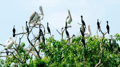  Nhiều cách dẫn dụ chim về làm tổ, hình thành các vườn chim