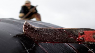  Người dân Alaska xẻ thịt cá voi để sinh tồn