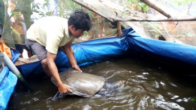  Đồng Tháp: Bắt được cua đinh 25 kg