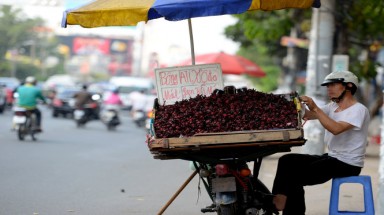   Hoa atisô đỏ không phải thần dược
