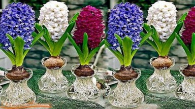 Trồng hoa Tiên Ông đón Tết