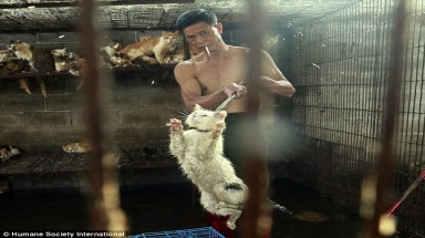 Thịt mèo có đáng để ăn?