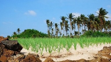  Việt Nam có thể đối mặt với nguy cơ thiếu nước ngọt trầm trọng