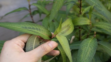  Có phải rau răm là kẻ thù của "chăn gối"?
