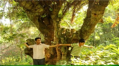  An Giang: Rừng thiên tuế khổng lồ ở núi Cô Tô 