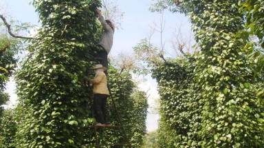  Đồng Nai trồng hồ tiêu trên đất đồi đá cho thu nhập cao