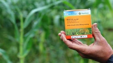  Thuốc chuột không... giết được chuột