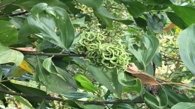  Trái lạ như búi rắn lục ở Quảng Ngãi