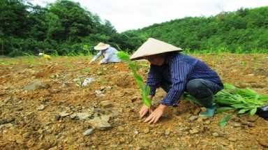  Quảng Ngãi trồng mới hơn 5.100 ha rừng tập trung