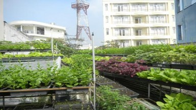  Dân Hà Thành quay lại thời nuôi con gà trên nóc nhà