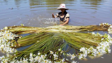 "Bông súng ma" dài 7m nở lúc nửa đêm
