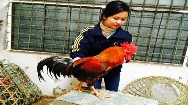  Đại gia lùng mua gà 50 triệu đồng/ con cúng Tết